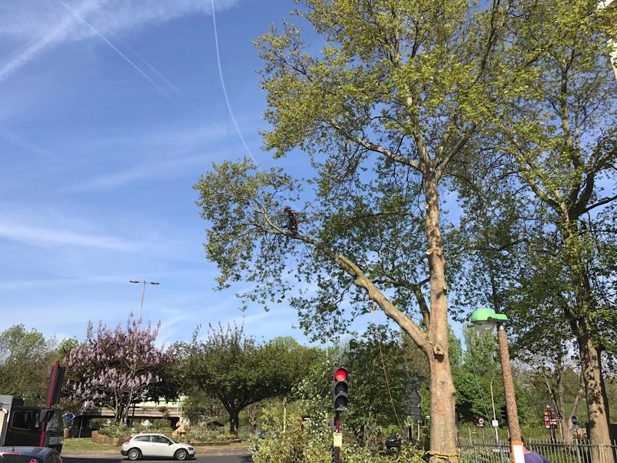 abattage-arbre-dangereux-oise1