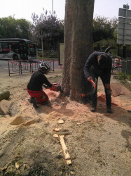 Abattage d'arbre Questembert