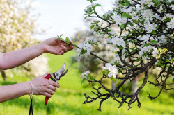 Taille d'arbre Questembert