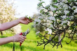 Taille d'arbre Questembert