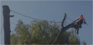 Élagage d'arbre