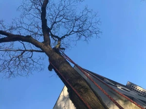 talles-soins-arbre-kangourou-arboricole