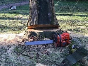 Abattage d'arbre