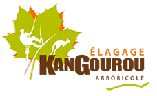 KANGOUROU ARBORICOLE