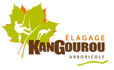KANGOUROU ARBORICOLE